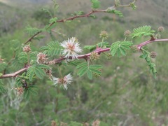 Mimosa aculeaticarpa biuncifera