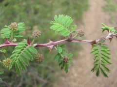 Mimosa aculeaticarpa biuncifera