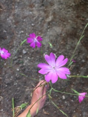 Eudianthe coeli-rosa