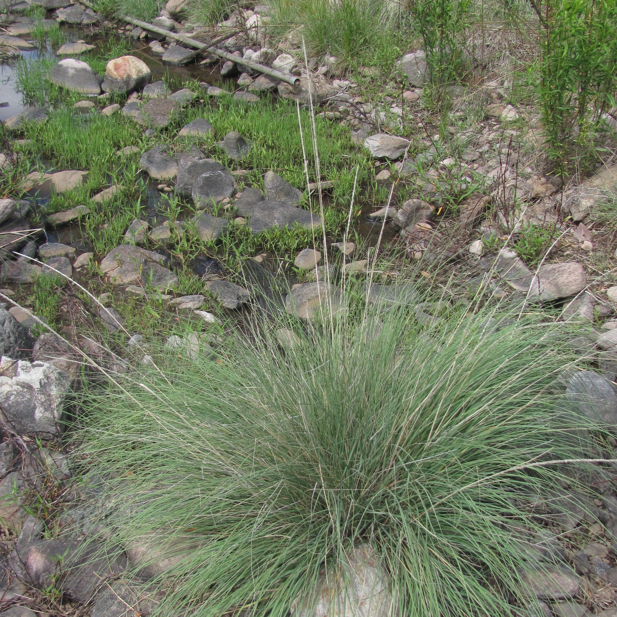 Muhlenbergia dubia