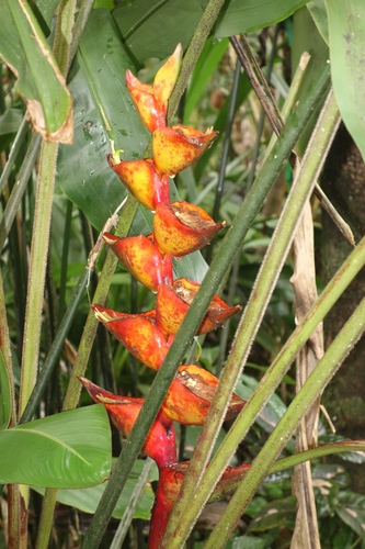 Heliconia champneiana