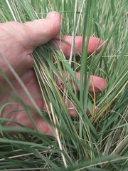 Muhlenbergia dubia