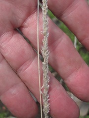 Muhlenbergia dubia