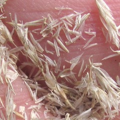 Muhlenbergia dubia