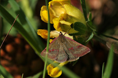 Phytometra viridaria