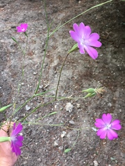 Eudianthe coeli-rosa