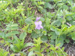 Viola langsdorffii