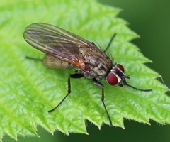 Hydrophoria lancifer