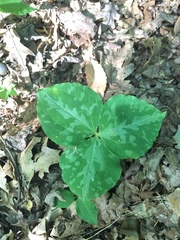 Trillium luteum