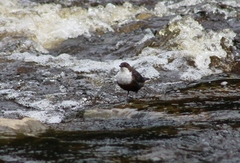 Cinclus cinclus gularis