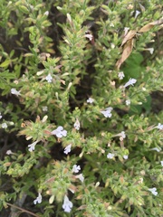 Hedeoma reverchonii