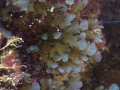 Dictyopteris undulata