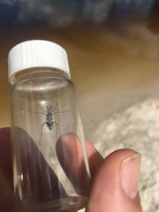 Ellipsoptera wapleri