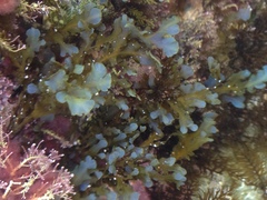 Dictyopteris undulata