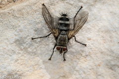 Microphthalma disjuncta