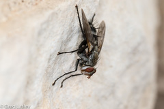 Microphthalma disjuncta
