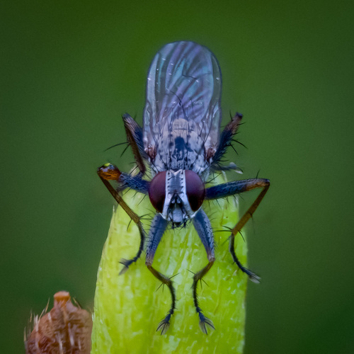Common Tiger Fly photo 6