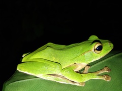 Zhangixalus prasinatus