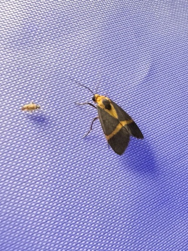 Thin-banded Lichen Moth photo 3