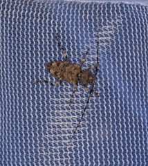 Astyleiopus variegatus