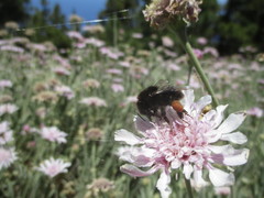 Bombus terrestris canariensis