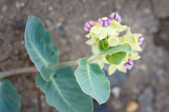 Asclepias cryptoceras davisii