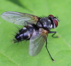 Thelaira nigripes
