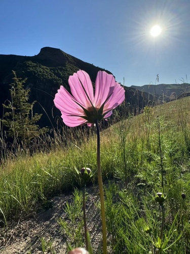 garden cosmos