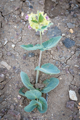 Asclepias cryptoceras davisii