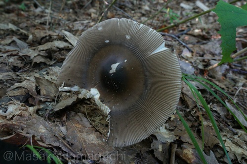 Amanita battarrae