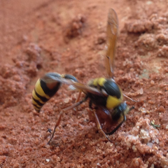 Delta unguiculatum