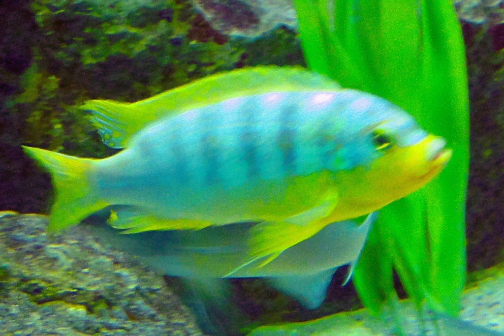 Aurora Cichlid