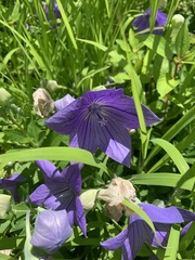 Platycodon grandiflorus