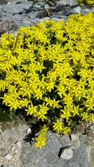 Sedum