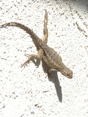 Sceloporus occidentalis