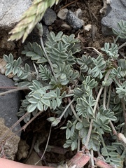 Astragalus calycosus calycosus