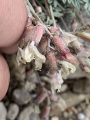 Astragalus calycosus calycosus