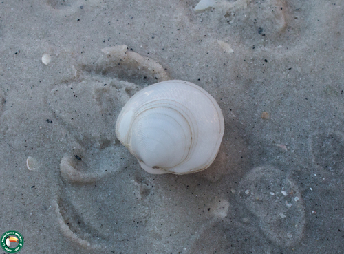 Divaricella dentata