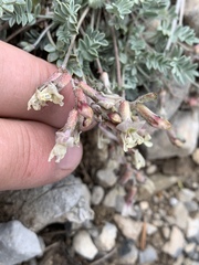 Astragalus calycosus calycosus