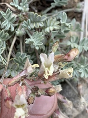 Astragalus calycosus calycosus