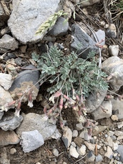 Astragalus calycosus calycosus