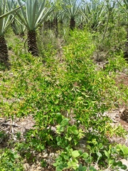 Karwinskia humboldtiana