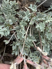 Astragalus calycosus calycosus