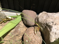 Plestiodon septentrionalis