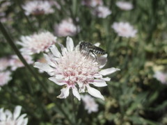 Megachile canariensis