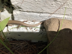 Plestiodon septentrionalis