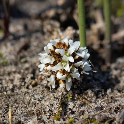 Desert mat-rush (Lomandra juncea)