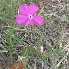 Phlox nana
