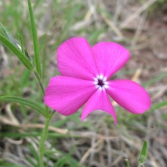 Phlox nana