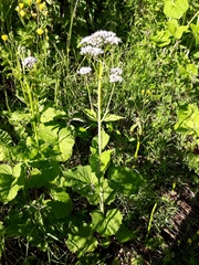 Valeriana pyrenaica